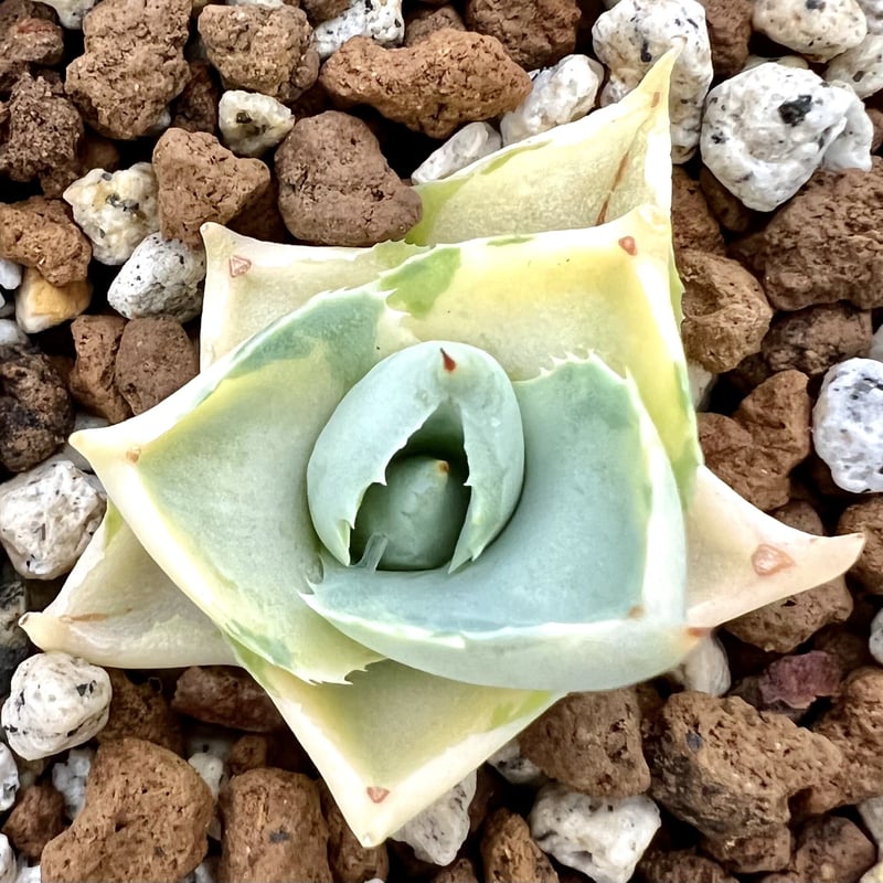 アガベ agave 『王妃雷神寬中斑』 発根済み | Lucky Summer Agave