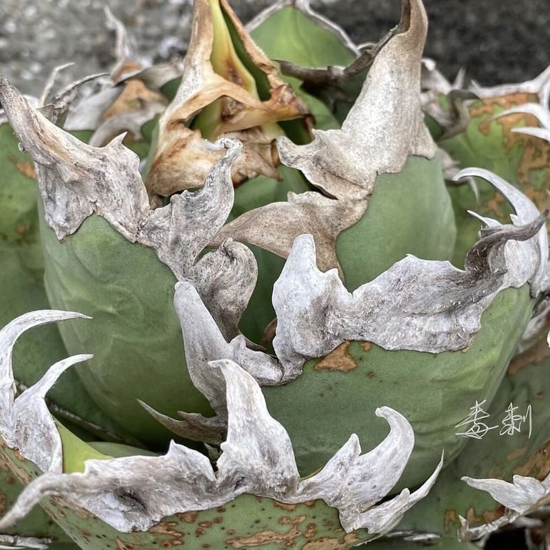 超美株❗️球形❗️アガベ　チタノタ　シーザー　【C72601】 超美株❗️球形❗️アガベ チタノタ シーザー 【C72601】