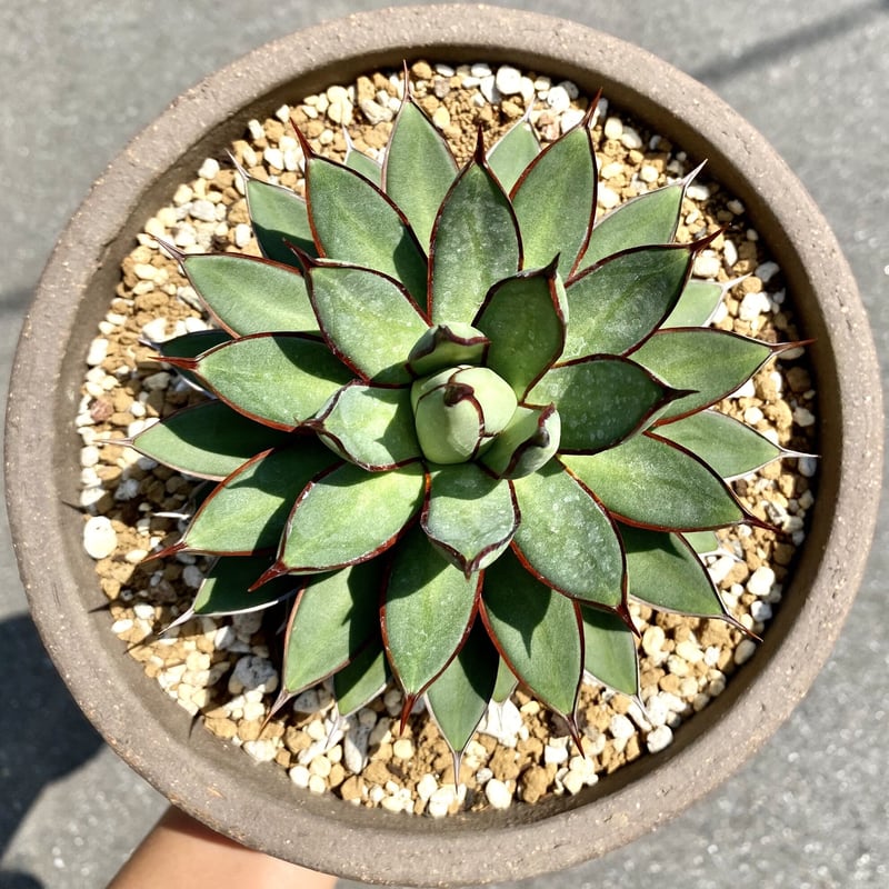 アガベ agave 『青蓮』 | Lucky Summer Agave