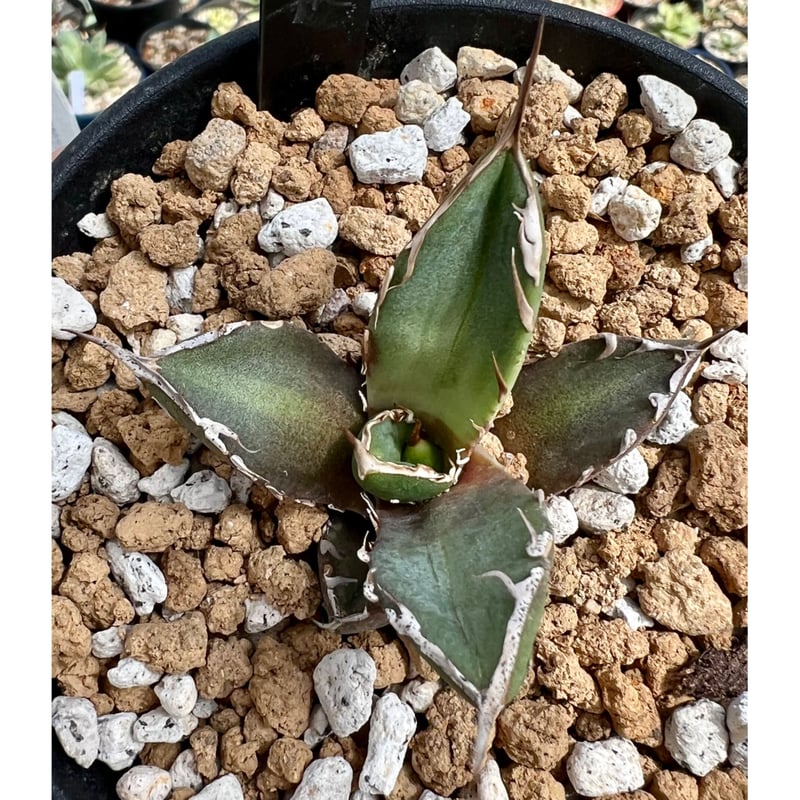 アガベ agave titanota チタノタ『皮卡丘 鬼爪』 発根済み アガベ agave titanota チタノタ『皮卡丘 鬼爪』 発根済み