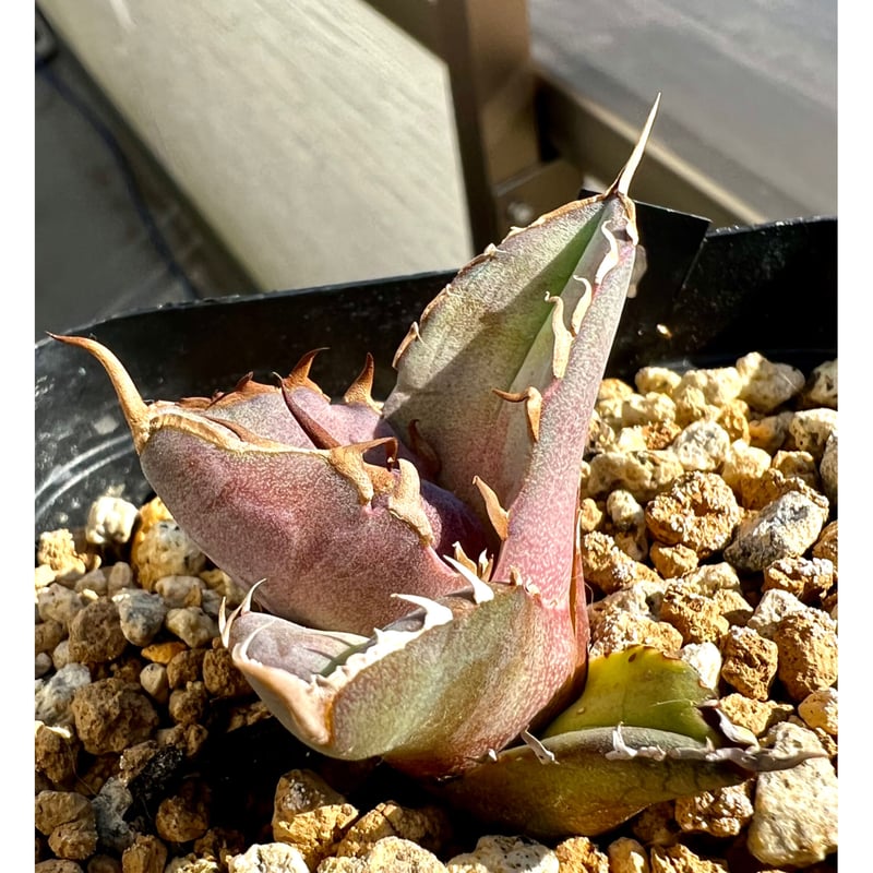 アガベ agave titanota チタノタ『白犀牛』超極上コレクション株 アガベ agave titanota チタノタ『白犀牛』超極上コレクション株