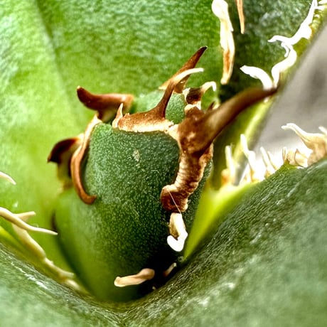 アガベ金鯨 | STORES