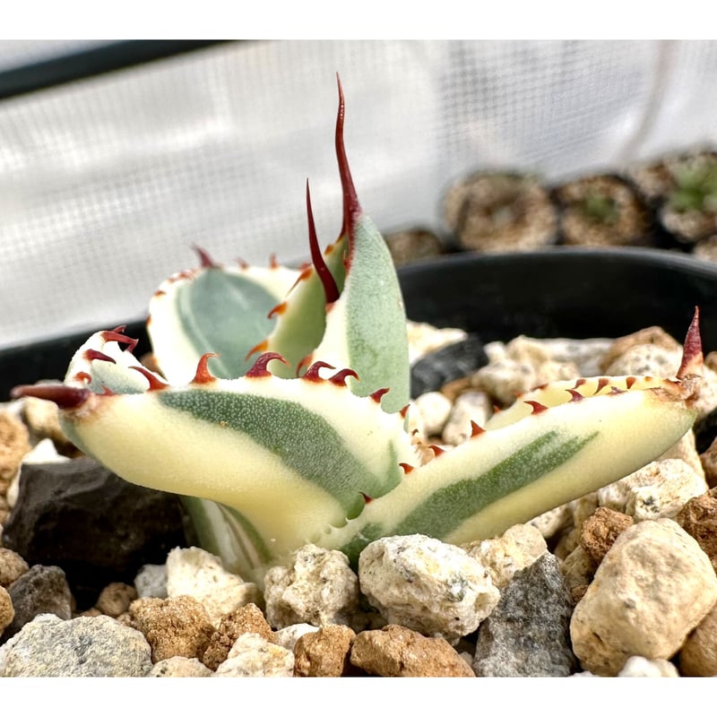 アガベ agave 『オリザバ』極上斑 | Lucky Summer Agave アガベ agave 『オリザバ』極上斑 | Lucky Summer Agave