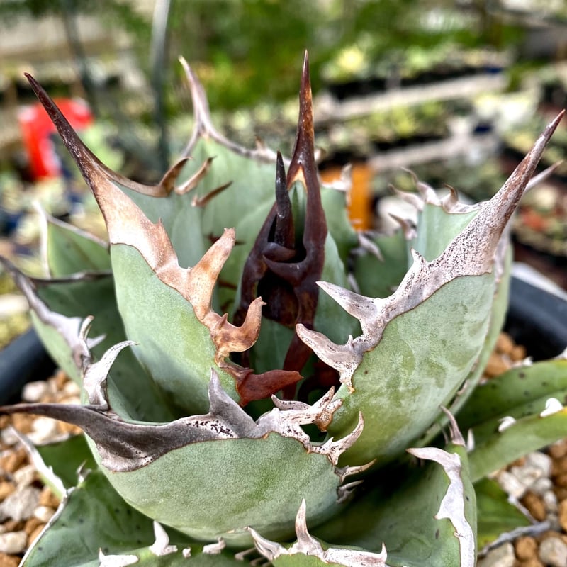 アガベ agave チタノタ titanota 鳳凰 発根済み厳選子株 | Lucky アガベ agave チタノタ titanota 鳳凰 発根済み厳選子株 | Lucky