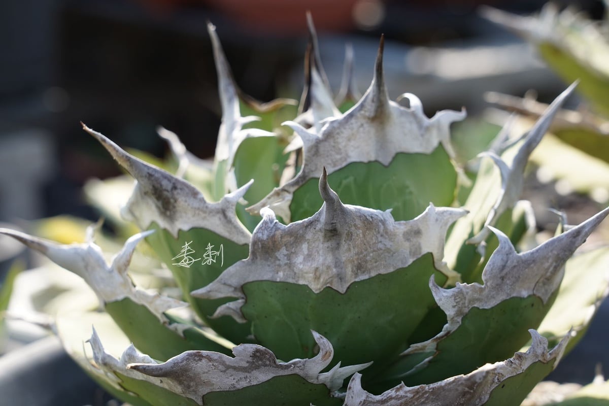 アガベ dennis040 キングアーサー 亞瑟王 Agaveアガベ チタノタDennis040 デニス キングアーサー タグ付き