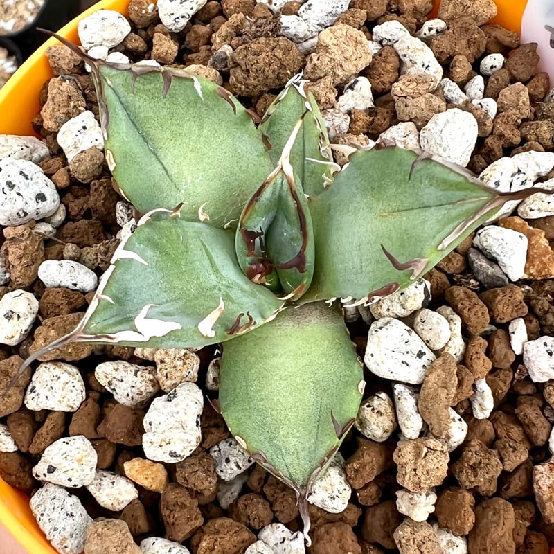 アガベ agave titanota チタノタ『黒鯨』 発根済み大きめサイズ子株  