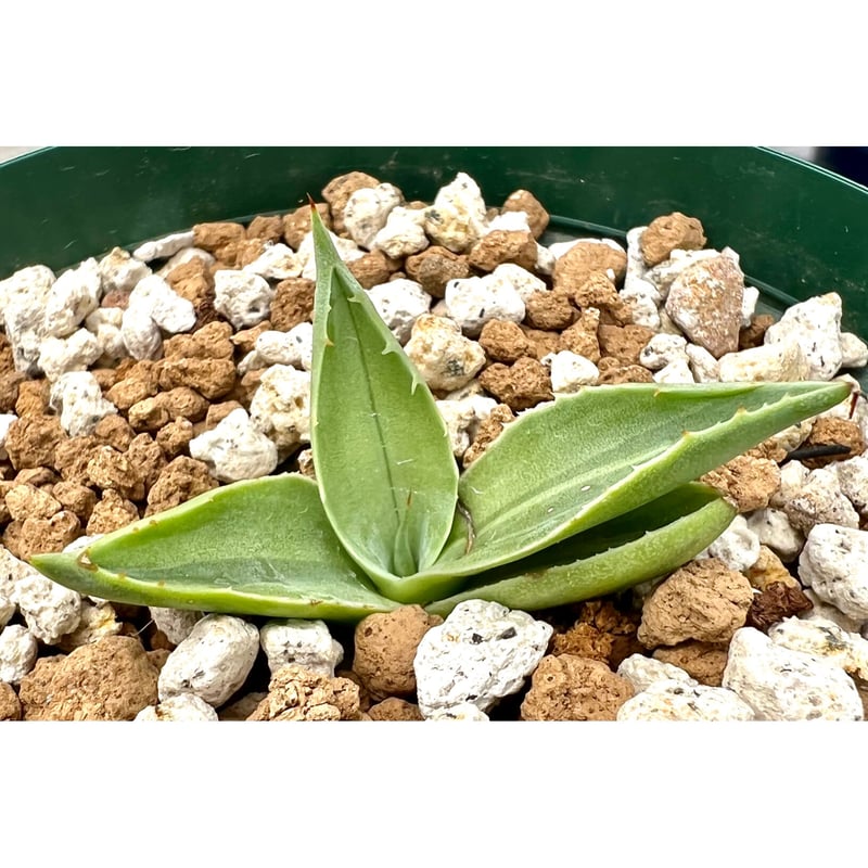 アガベ agave 『殺人鯨 キラー』特殊斑 発根済み | Lucky Summer Agave