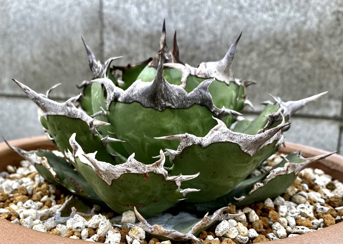 クロネコヤマト便】アガベ チタノタ 黒犀牛 ＊狂戦士＊ 【公式通販】