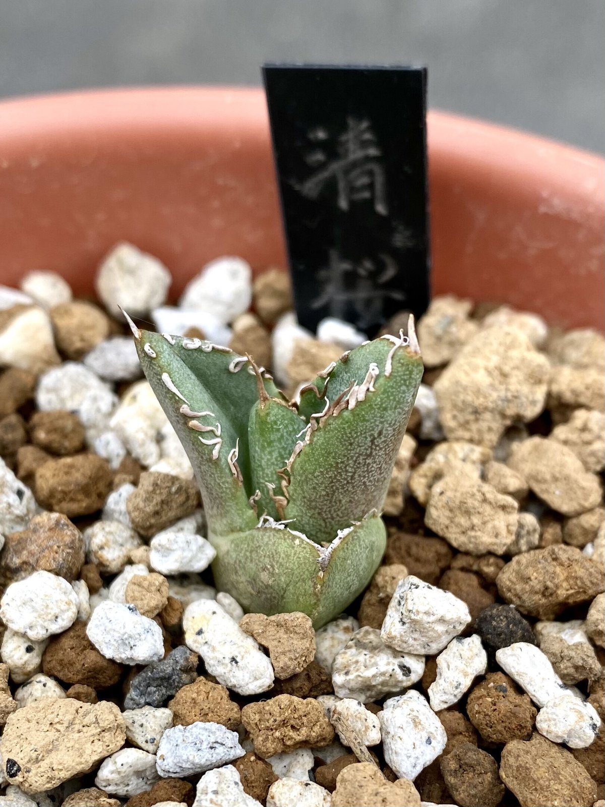 アガベ チタノタ 清櫻 (Agave Titanota Seo)