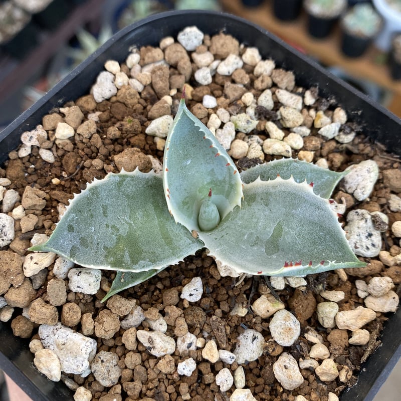 國枝様専用 アガベ『金鯨』&『黒鯨』&『カブトガニ錦』発根済み子株