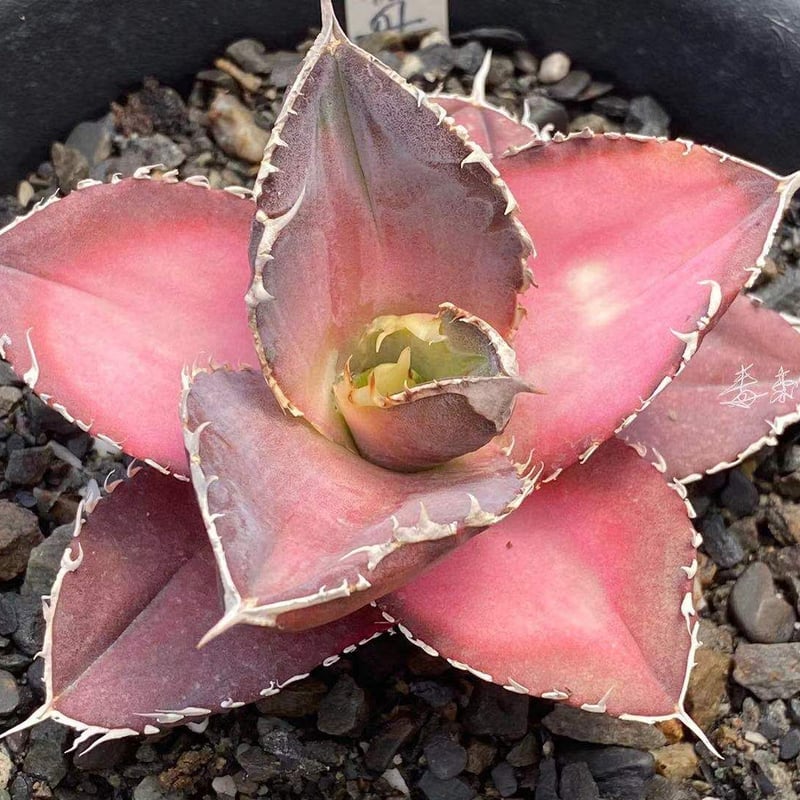 今日特別価格!多肉植物アガベ チタノタ 緋紅牡丹  極上子株 激レア