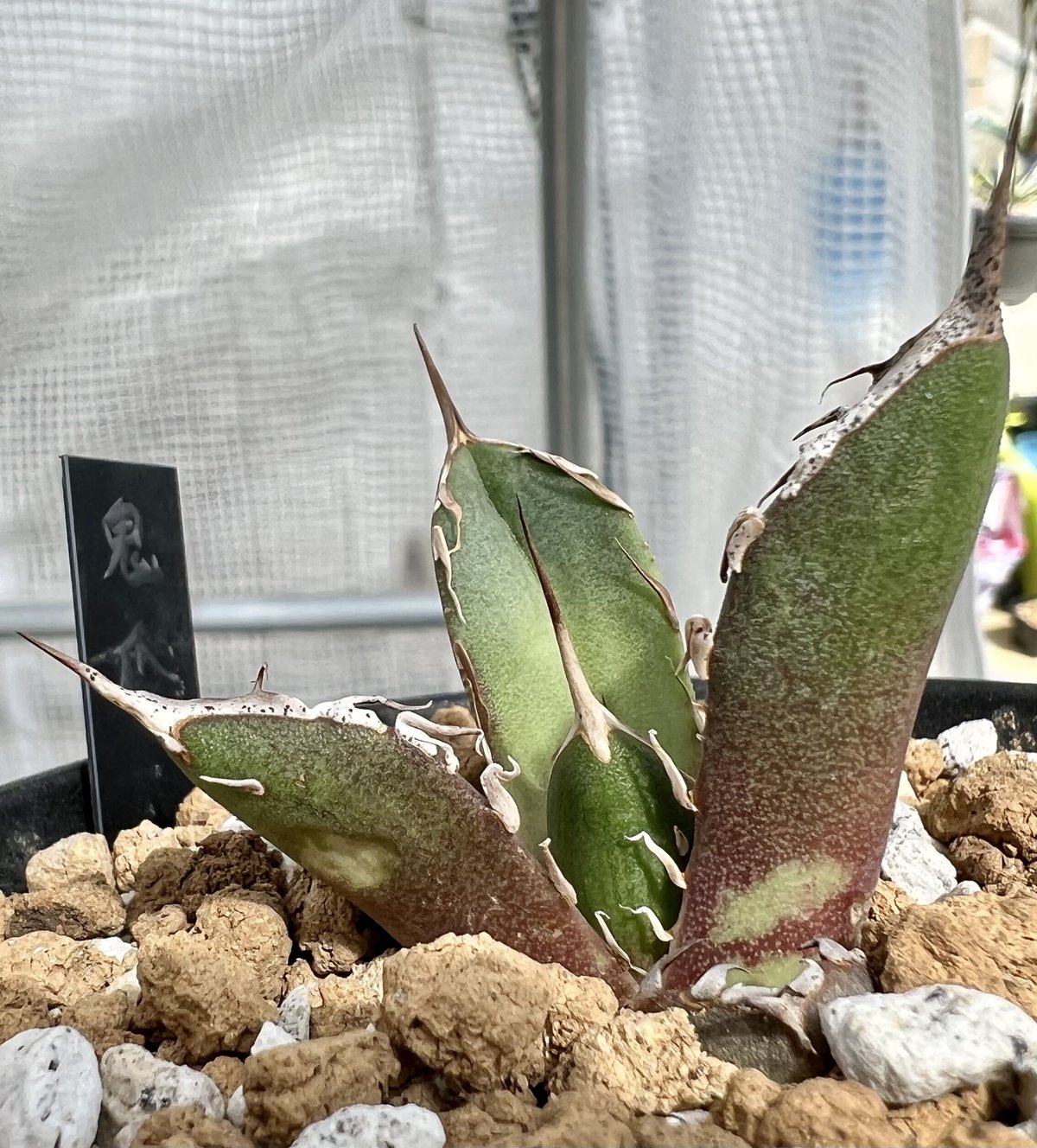 【ばなな様用】鉢付き発送　チタノタミーンストリーク鬼爪【1/27撮影☆発根済子株 ばなな様用】鉢付き発送 チタノタミーンストリーク鬼爪【1/27