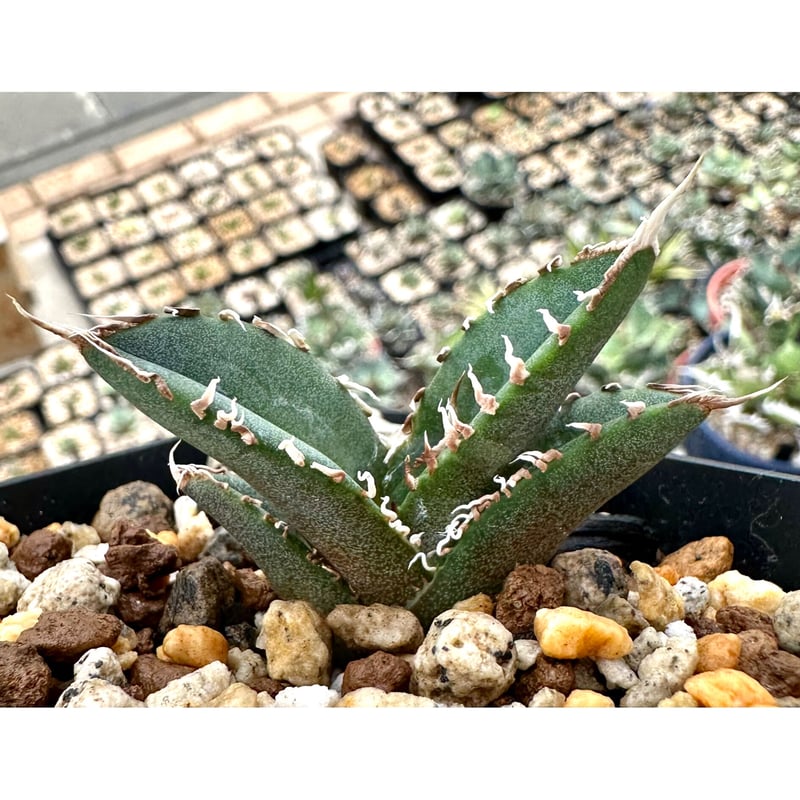agave titanota アガベチタノタSAD 南アフリカダイヤモンド