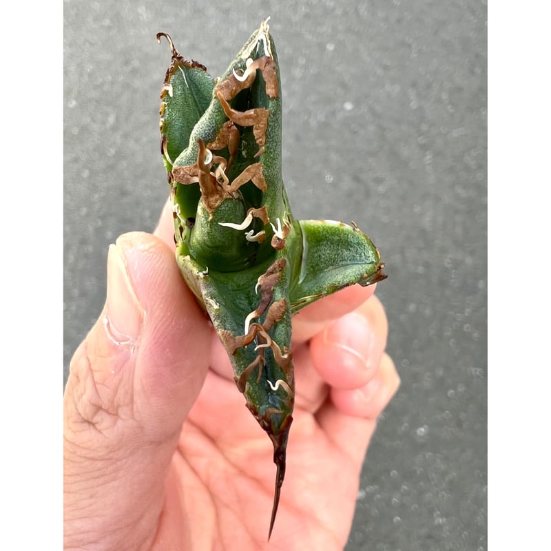 アガベ agave titanota チタノタ 超極上モンスター級ノーネーム アガベ agave titanota チタノタ 超極上モンスター級ノーネーム