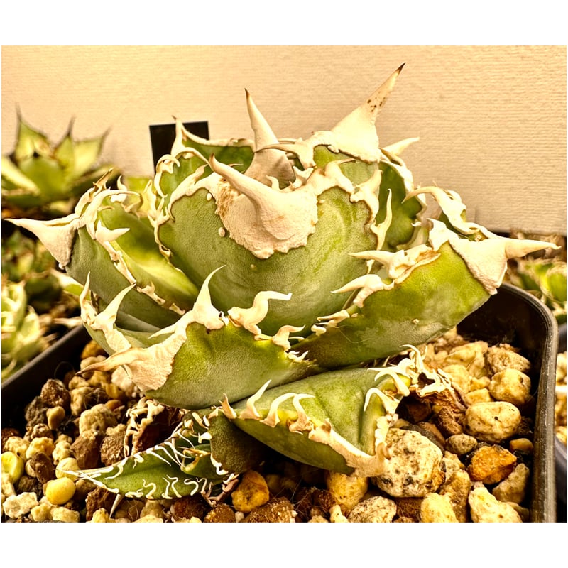 アガベ『大白鯊』 | Lucky Summer Agave アガベ『大白鯊』 | Lucky Summer Agave