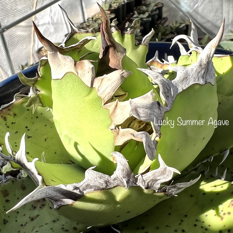 アガベ agave チタノタ titanota『大鋼牙 白排棘』超極上狂棘