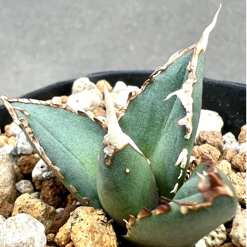 アガベ agave titanota チタノタ『狼人』超極上コレクション株