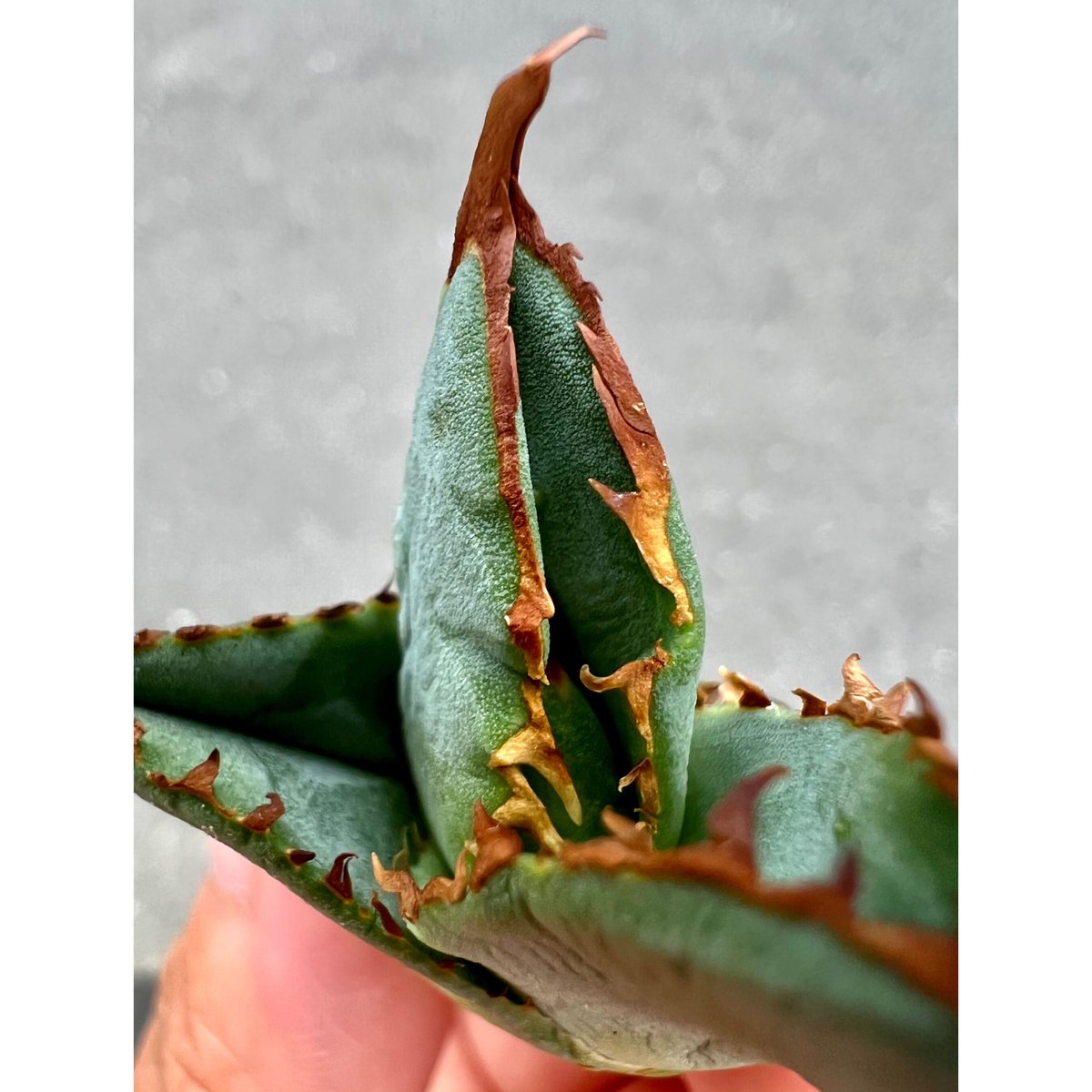 アガベ agave titanota チタノタ『巧克力之吻 チョコレートの アガベ agave titanota チタノタ『巧克力之吻 チョコレートの