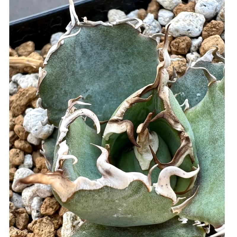 アガベ agave titanota チタノタ Fo-076実生狂棘強棘特選株 アガベ agave titanota チタノタ Fo-076実生狂棘強棘特選株