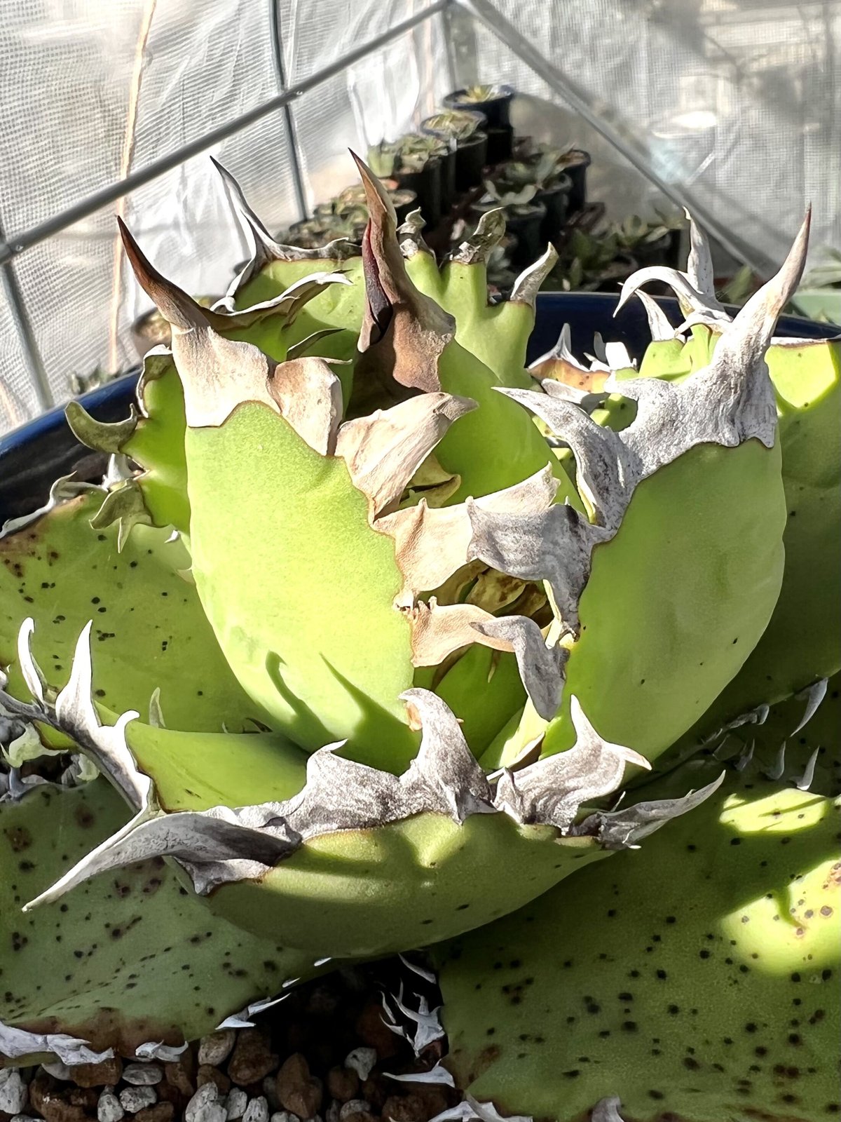 アガベ agave チタノタ 白排刺 大鋼牙