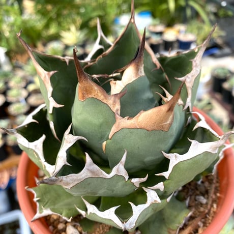 CATEGORY 厳選大株 | Lucky Summer Agave CATEGORY 厳選大株 | Lucky Summer Agave