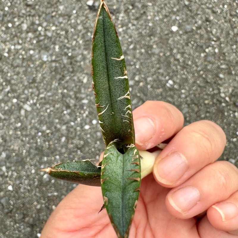 アガベ　緑屑牛 アガベ チタノタ 緑犀牛 | hanayoshi-botanical