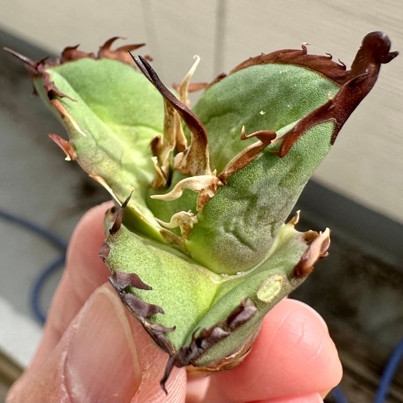 アガベ マスタードシャーク子株 第四種速達便抜き苗発送 【公式通販】