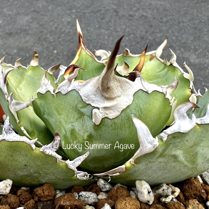 Agave Titanota 'golden Whale' - アガベ チタノタ 金鯨 - 金鯨