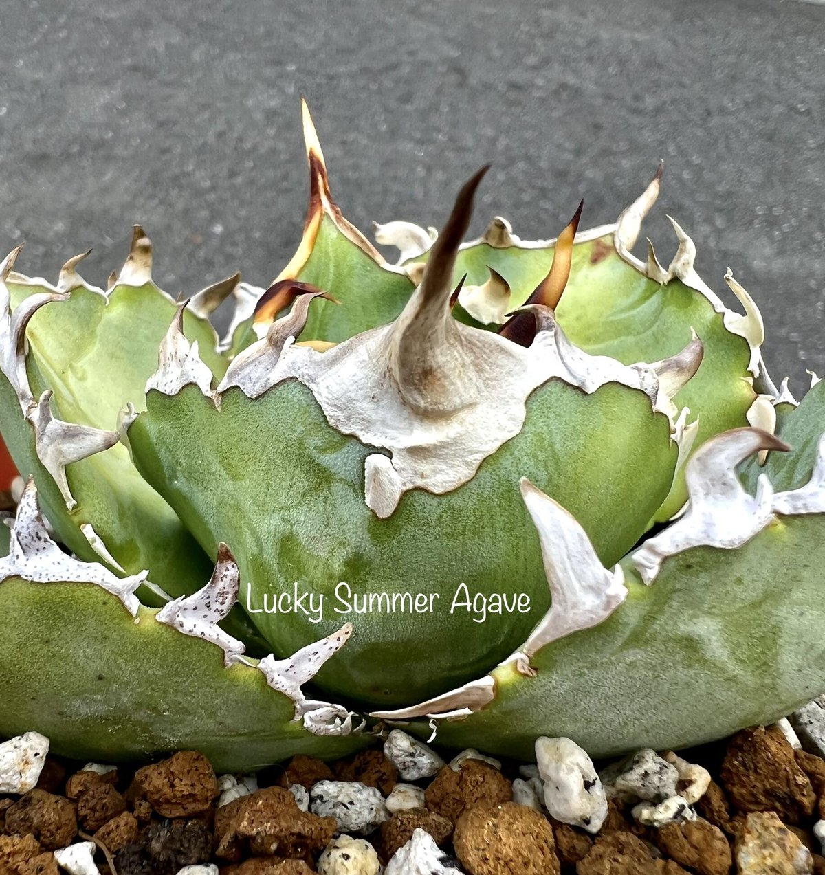 【ネット限定】 titanota agave アガベ チタノタ『金鯨』 Agave Summer Lucky | アガベ