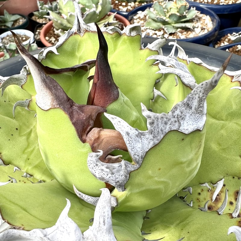 アガベ チタノタ 大綱牙白俳刺 親株写真あり アガベ チタノタ 大綱牙白