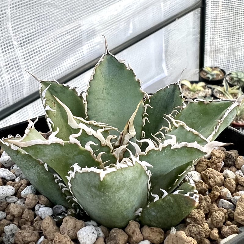 AGAVE  TITANOTA アガベ　チタノタ　フィリグリー　圓葉拇指