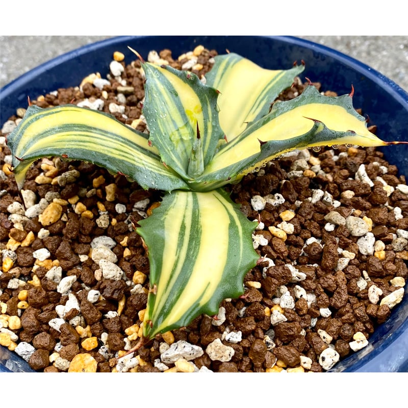 アガベ agave フェロックス錦 中斑縞斑混合極上特選株 | Lucky アガベ agave フェロックス錦 中斑縞斑混合極上特選株 | Lucky