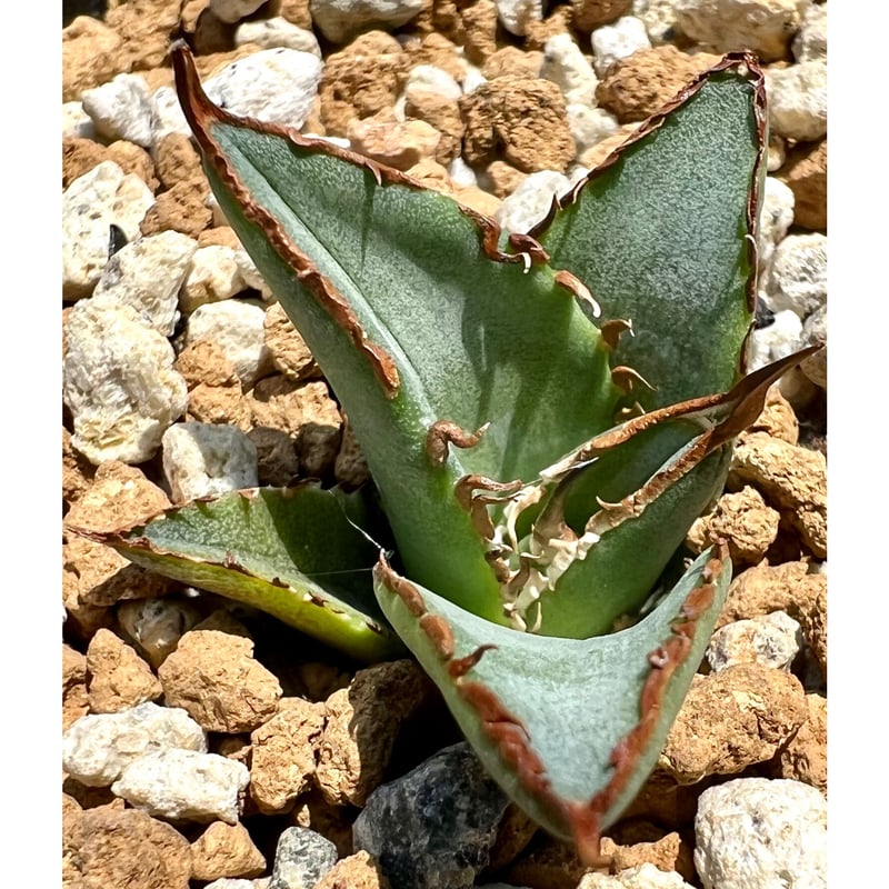 アガベ agave titanota チタノタ『海王』 発根済み極上狂棘美株 ...