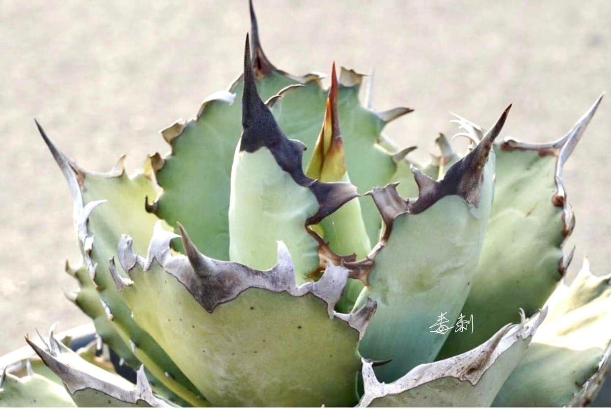 アガベ agave チタノタ titanota『鳳凰』 | Lucky Summer Agave アガベ agave チタノタ titanota『鳳凰』 | Lucky Summer Agave