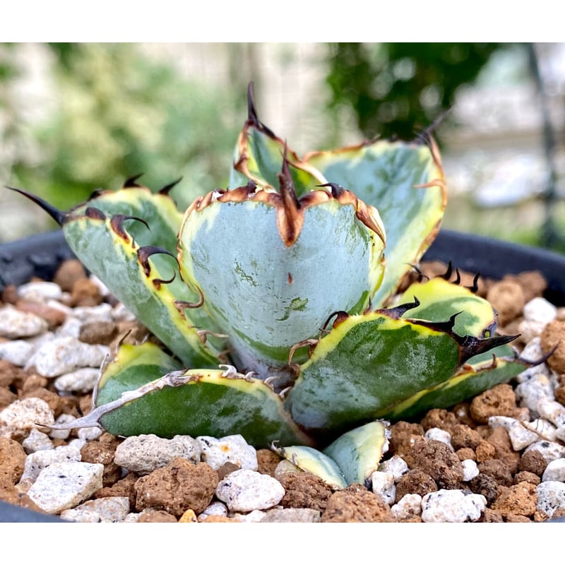 多肉植物 アガベ  チタノタ ブルーボールBB錦 ブラックダイヤモンド