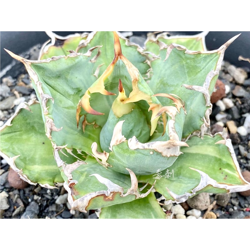 アガベ agave titanota チタノタ ノーネーム FO-076浅覆輪 アガベ agave titanota チタノタ ノーネーム FO-076浅覆輪