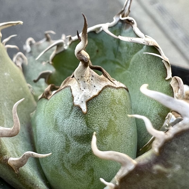 アガベ agave titanota チタノタ Fo-076実生狂棘強棘特選株 アガベ agave titanota チタノタ Fo-076実生狂棘強棘特選株