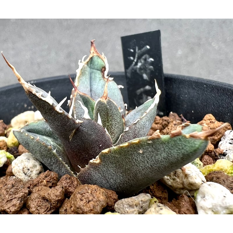 アガベ agave titanota チタノタ『海王』 発根済み極上狂棘美株 アガベ agave titanota チタノタ『海王』 発根済み極上狂棘美株