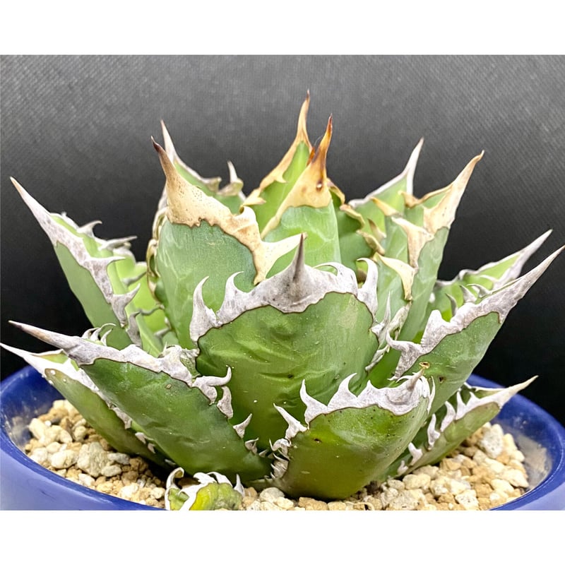 アガベ チタノタ agave ゴリ猫 レッドキャットウィーズル 赤猫 紅猫 ...