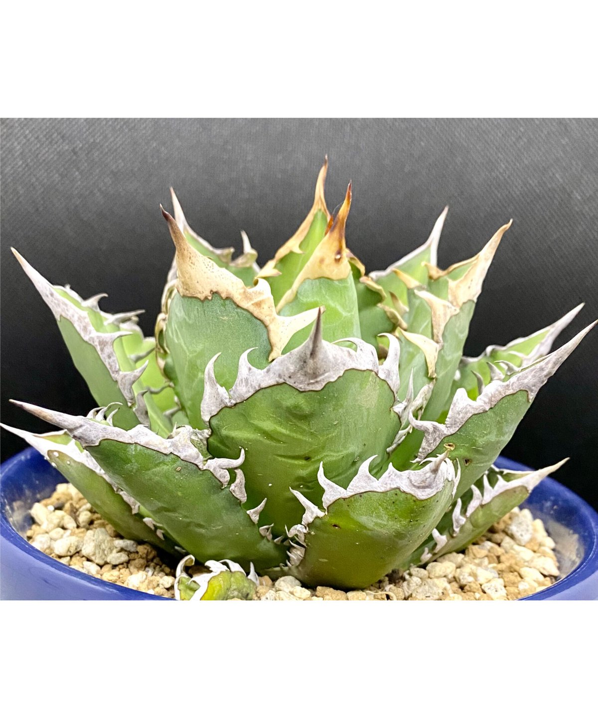 アガベ チタノタ agave ゴリ猫 レッドキャットウィーズル 赤猫 紅猫 アガベ チタノタ agave ゴリ猫 レッドキャットウィーズル 赤猫 紅猫