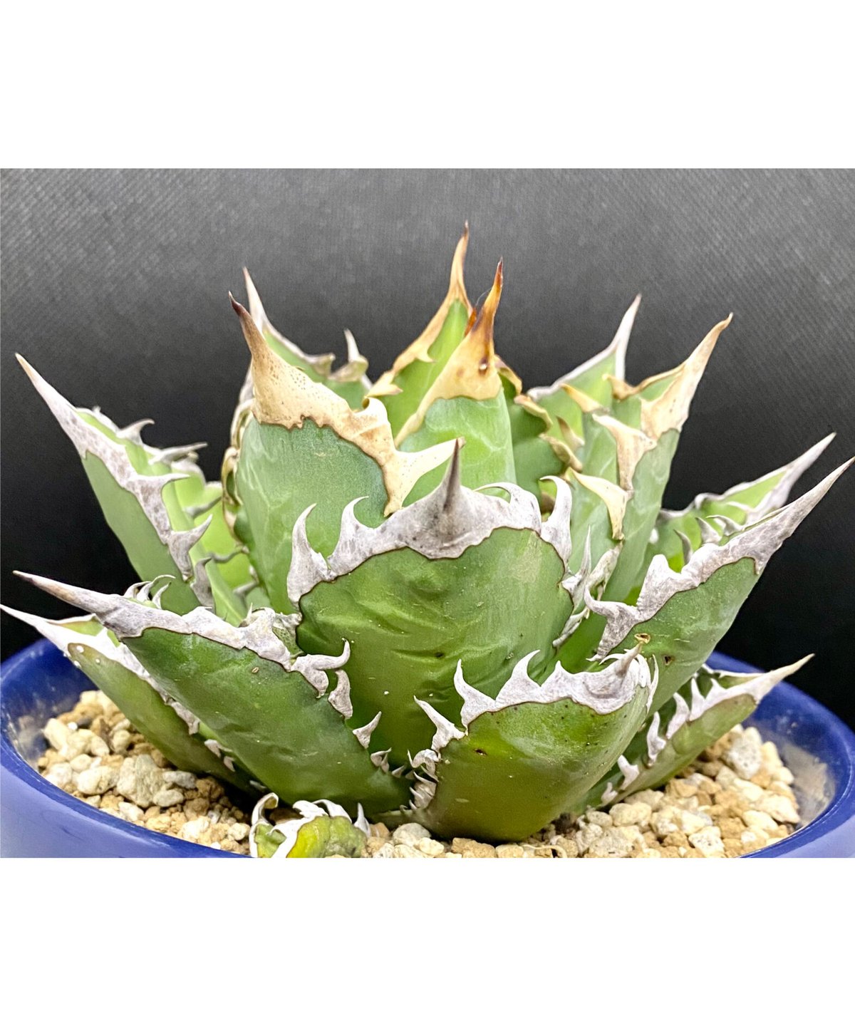 アガベ チタノタ agave ゴリ猫 レッドキャットウィーズル 赤猫 紅猫