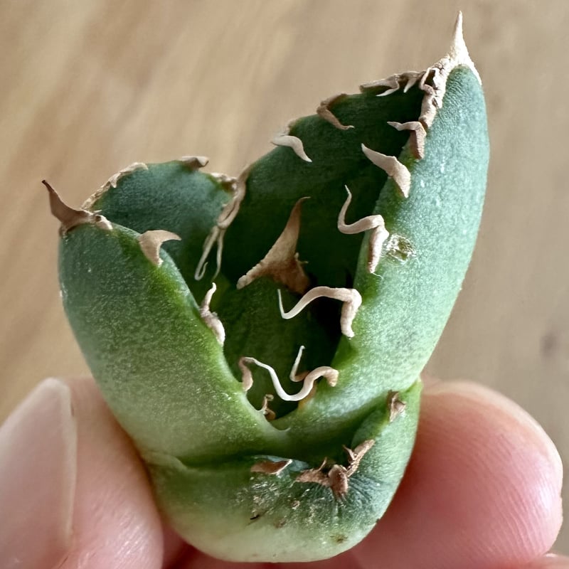 アガベ チタノタ 清氏 極上子株発根済み】清櫻 清桜 アガベ チタノタ