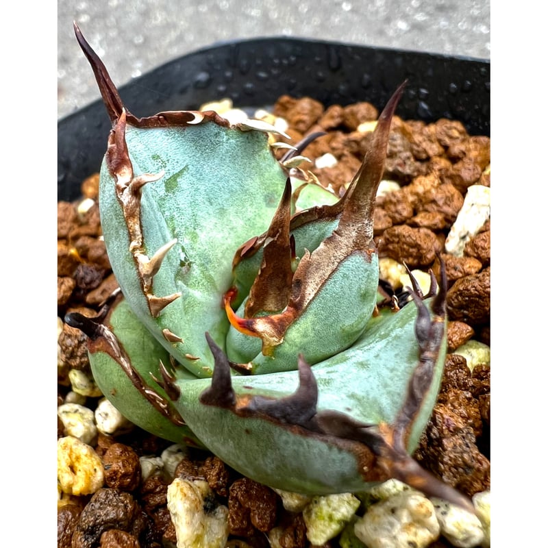 アガベ agave titanota チタノタ『鳳凰』超極上コレクション株 | Lucky 