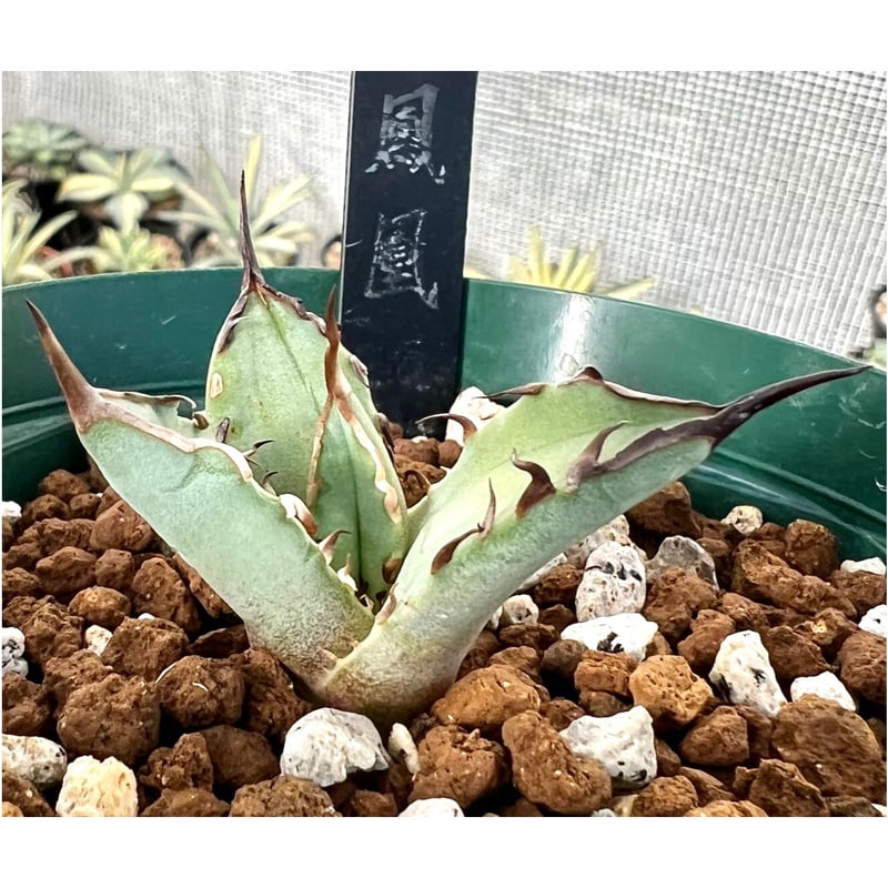 アガベ チタノタ agave titanota 鳳凰 極上棘子株 | Lucky Summe...