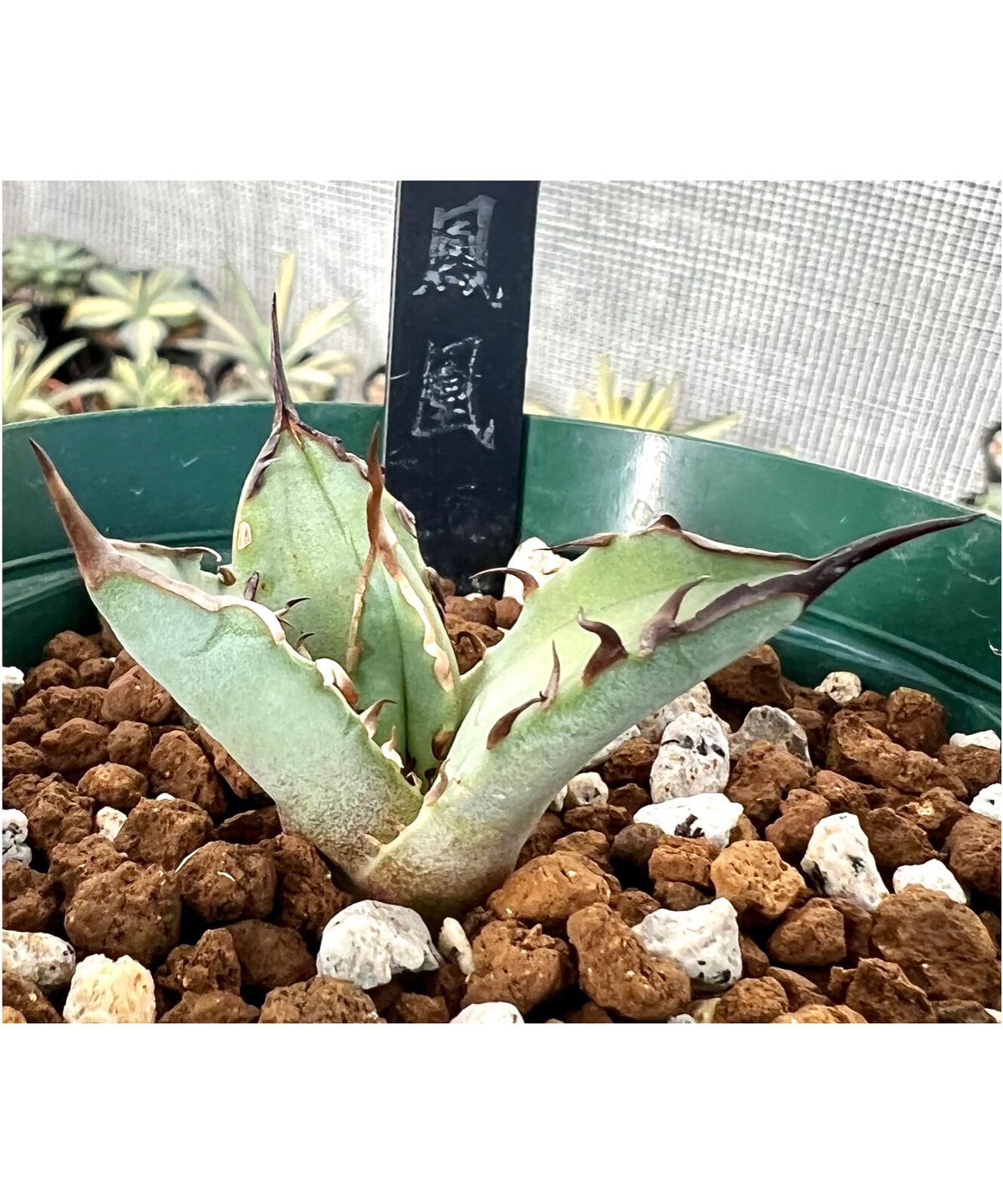 アガベ チタノタ agave titanota 鳳凰 極上棘子株 | Lucky Summe...