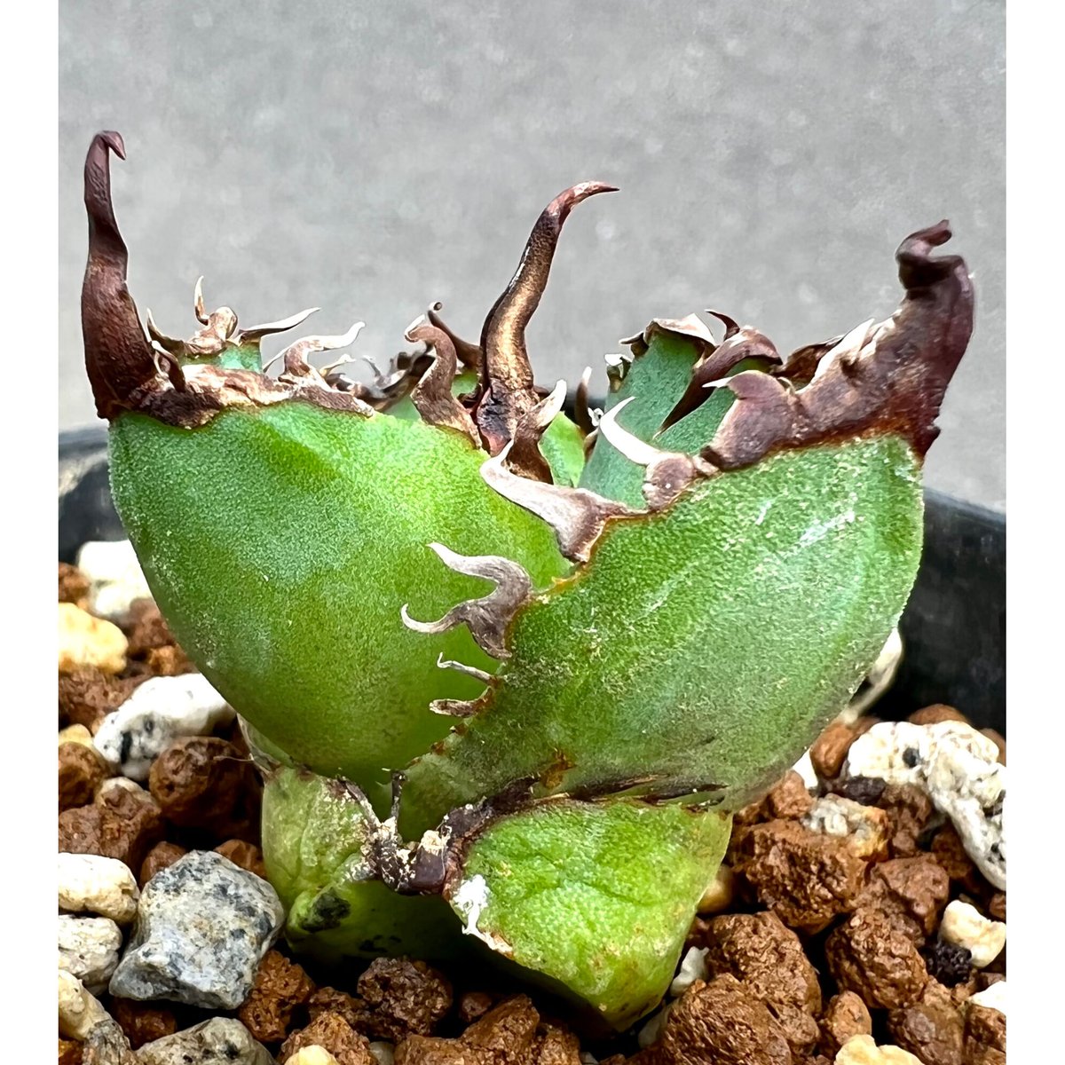 アガベ チタノタ　大綱牙白俳刺　親株写真あり アガベ チタノタ 白排刺 大鋼牙 / Agave titanota 'Chain' #1 |