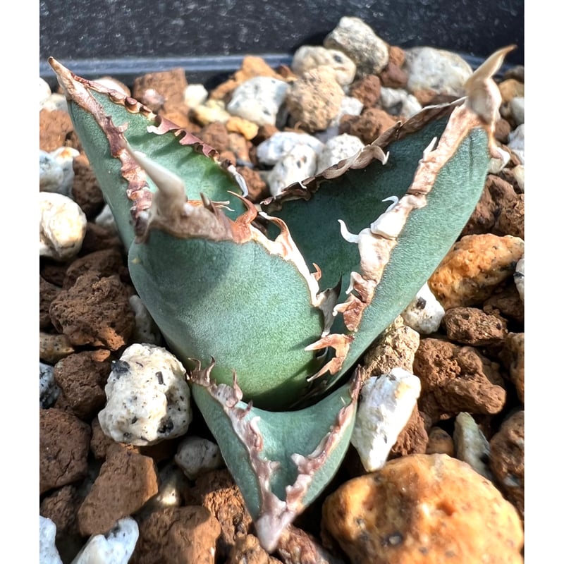 アガベ agave titanota チタノタ『狼人』超極上コレクション株