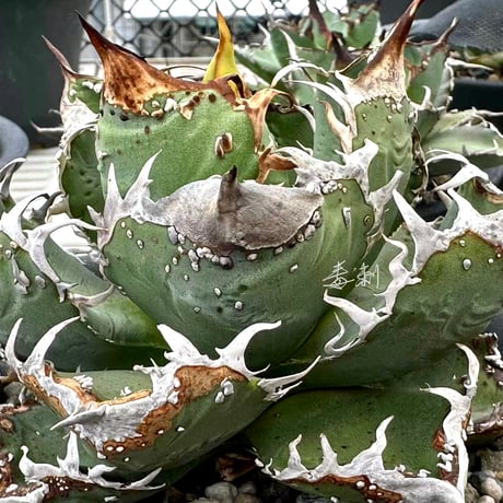 Lucky Summer Agave Lucky Summer Agave
