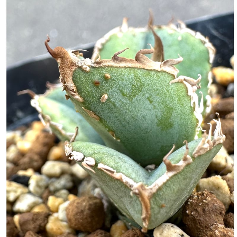 アガベ 『Mesmerizing Spines-WV』 | Lucky Summer Agave