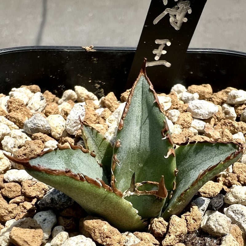 アガベ agave titanota チタノタ『海王』 発根済み極上狂棘美株 ...